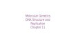 Molecular Genetics DNA Structure and Replication Chapter 11