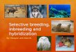 Selective breeding, inbreeding and hybridization By: Maayan and Alex N