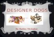 DESIGNER DOGS By Bailey McIndoe. WHAT IS A DESIGNER DOG?  Hybrid dogs: Controlled cross-breeding between two purebreds for desirable traits.  The Name
