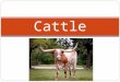 Cattle. Cattle Math You are a rancher in Texas and your currently have 300 head of cattle. The going rate for cattle in Texas is $4 a head. You hear that