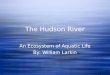 The Hudson River An Ecosystem of Aquatic Life By: William Larkin An Ecosystem of Aquatic Life By: William Larkin