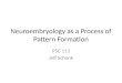 Neuroembryology as a Process of Pattern Formation PSC 113 Jeff Schank
