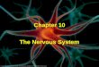 Chapter 10 The Nervous System. Introduction Types of neural tissue: 1. Neurons – react to changes around them & send impulses 2. Neuroglia – support tissue