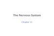 The Nervous System Chapter 11. Parts of the Nervous System CNS: brain & spinal cord – Receives & processes information, – initiates effector responses
