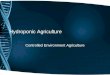 Hydroponic Agriculture Controlled Environment Agriculture