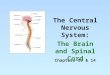 Chapters 13 & 14 The Central Nervous System: The Brain and Spinal Cord