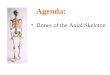 Bones of the Axial Skeleton Agenda:. Parts of the Skeletal System Axial skeleton –Skull, vertebral column, ribs Appendicular skeleton –Upper & lower limb