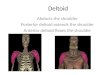 Deltoid Abducts the shoulder Posterior deltoid extends the shoulder Anterior deltoid flexes the shoulder