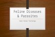 Feline Diseases & Parasites Small Animal Technology