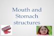 Mouth and Stomach structures. The tongue When you chew food into smaller bits some of them dissolve into your saliva Once food particles are in solution