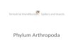 Phylum Arthropoda Terrestrial Mandibulates: Spiders and Insects