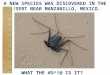 A NEW SPECIES WAS DISCOVERED IN THE DESERT NEAR MANZANILLO, MEXICO. WHAT THE #%^!@ IS IT?