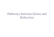 Pathways between Genes and Behaviour. Functional Genomics Understanding the pathways between genes and behaviours (i.e., mechanisms of genes affecting