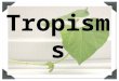 Tropisms. Stimulus Change in an organism’s surroundings that causes a response –Internal (chemicals and hormones) –External (light, touch, water, gravity)
