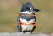 Belted Kingfisher Megaceryle alcyon Live up to two years in the wild