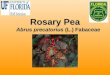 Rosary Pea Abrus precatorius (L.) Fabaceae. Other common names include: â€“crabâ€™s eyes â€“Jequiriti â€“precatory pea â€“licorice vine Climbing or trailing