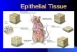 Epithelial Tissue. Four Types of Tissue Epithelial (protection) Connective (support) Muscle (movement) Nervous (control)