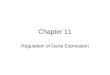 Chapter 11 Regulation of Gene Expression. 11.1 Several Strategies Are Used to Regulate Gene Expression Gene expression is precisely regulated Constitutive