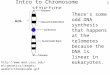 1 Intro to Chromosome structure  /images/webun1/Chromosome.gif Arm There’s some odd DNA synthesis that happens at the