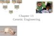 Chapter 13 Genetic Engineering. Selective Breeding Choose organisms with the desired traits and breed them, so the next generation also has those traits