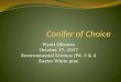 Wyatt Olivarez October 27, 2017 Environmental Science /Pd. 3 & 4 Easter White pine