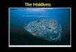 The Maldives:. Rising seas may flood the Maldives Island paradise Rising seas due to global climate change could submerge them – Erode beaches, cause
