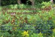 Japanese Knotweed Control: It Takes a Community Leslie Kuhn Field Projects Coordinator Mid-Michigan Stewardship Initiative 