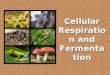 Cellular Respiration and Fermentation. Okay…some basics: Write this down 100,000 times: ALL LIVING THINGS UNDERGO SOME FORM OF CELLULAR RESPIRATION