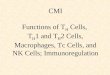 CMI Functions of T H Cells, T H 1 and T H 2 Cells, Macrophages, Tc Cells, and NK Cells; Immunoregulation