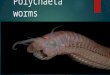 Polychaeta worms. Some basic facts ● Polychaetes come in all shapes and sizes ● All polychaetes can regenerate lost segments ● Some species are bioluminescent