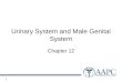 Urinary System and Male Genital System Chapter 12 1