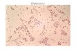 Diplococci Neisseria gonorrhoeae. Streptococci Streptococcus pyogenes