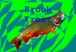 Brook Trout Brook Trout Brook Trout. Program Description First stage: eggs Second stage: Little fry Third stage: finger links Last Stage: Big fishies