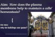 { Aim: How does the plasma membrane help to maintain a cells’ homeostasis? Do now: why do buildings use gates? How does the plasma membrane help to maintain