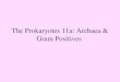 The Prokaryotes 11a: Archaea & Gram Positives. Criteria for classification and identification of microorganisms morphology