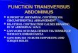 FUNCTION TRANSVERSUS ABDOMINUS SUPPORT OF ABDOMINAL CONTENTS VIA CIRCUMFERENTIAL ARRANGEMENT BILATERAL CONTRACTION CAUSES DRAWING IN OF ABDOMINAL WALL
