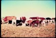 USDA/MRP/AMS. Feeder Cattle Grading USDA/MRP/AMS