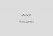 Muscle VIBS 443/602. Duodenum 152 Slide 32409