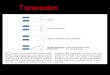 Transvection. Zygotic Gene Activity in Development The differentiation of cell types and the formation of organs depend on genes being activated in particular