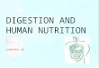 DIGESTION AND HUMAN NUTRITION CHAPTER 36. DIGESTIVE TASKS Animal digestion involves four tasks: Ingestion: _________________________________________ Mechanical