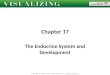 Chapter 17 The Endocrine System and Development Copyright © 2013 by John Wiley & Sons, Inc. All rights reserved