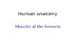 Human anatomy Muscles of the forearm Muscles of the Forearm  The two functional forearm muscle groups are: those that cause wrist movement, and those
