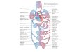 Classification of vessels: Conducting - large arteries arising from heart and their branches. Elastic Distributing - smaller arteries reaching individual