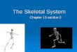 The Skeletal System Chapter 13 section 2. Functions of the Skeletal System  Provides shape and support  Protects your organs  Allows you to move