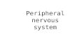 Peripheral nervous system. COMPONENTS OF PERIPHERAL NERVOUS SYSTEM Cranial nerves Spinal nerves