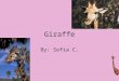Giraffe By: Sofia C.. Physical Characteristics A giraffe has brownish-yellow to chestnut brown patch like markings. They have two boney “horns” that grow
