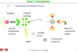 1 MSc: f-Elements, Prof. J.-C. Bünzli, 2008 Analyte Specific biochemical reaction Labeled antibody Reporter: Lanthanide chelate SA Luminescent properties