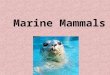 Marine Mammals. Introduction Insulating body covering of hair Maintain a constant warm body temperature (homeothermic) Mothers produce milk with mammary
