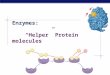 Enzymes: “Helper” Protein molecules Flow of energy through life  Life is built on chemical reactions