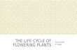 THE LIFE CYCLE OF FLOWERING PLANTS Gloria Varela 4 th Grade